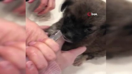 Yavru Kangal Beyin Ameliyatı ile Dengesine Kavuşacak