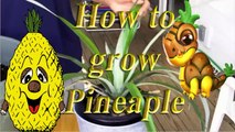 How to Grow a Pineapple [ Very interesting ]