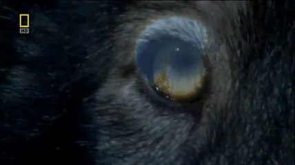 hunter-Hunted - Shadow Stalkers