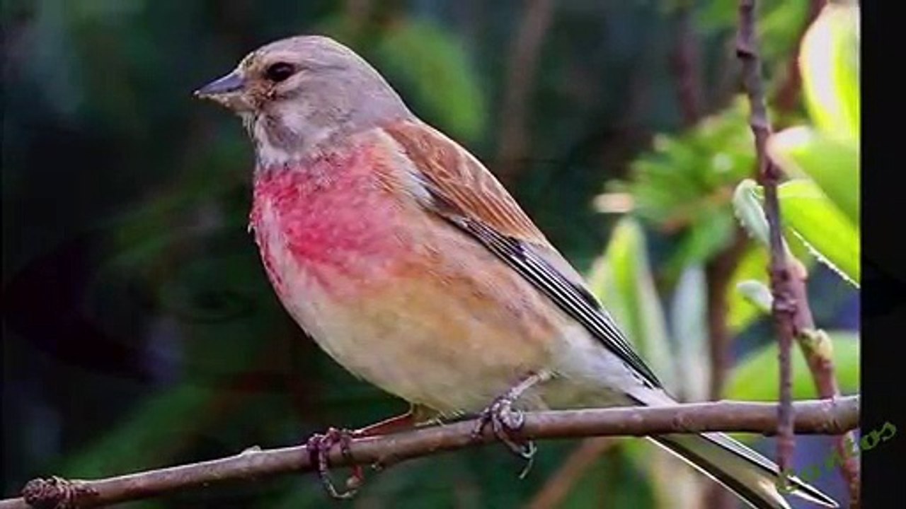 Canto ''Pavaroti'' del Pardillo
