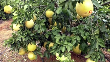 Ağacında yetiştirdiği 60 santimetrelik meyve görenleri hayran bıraktı