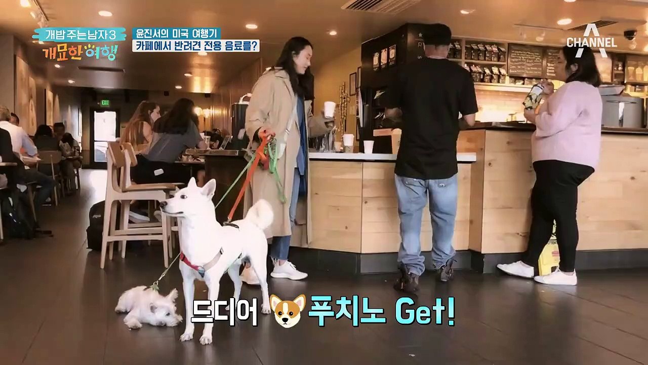 카페에서 반려견 전용 음료를...? 인싸견을 위한 스페셜 공짜 음료-!