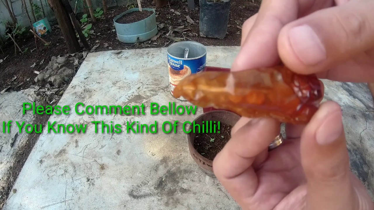 I Dont Know What Kind/Variety Of Chilli Is This
