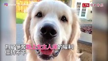 不准同伴上床！黃金獵犬使出「360度全面封殺」