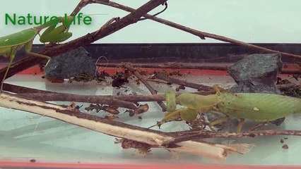 La guerre de la mante – Étrangers - The mantis is fighting