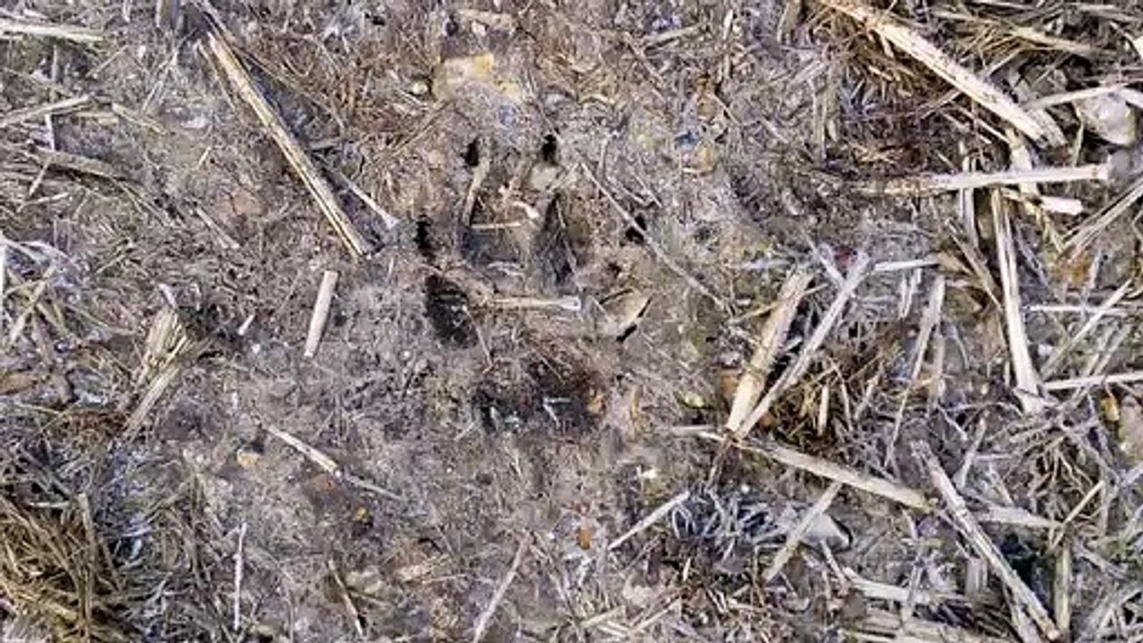 Badger footprints in the mud on Whitehouse Farm Chichester