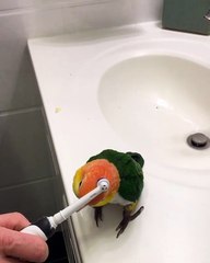 Cette perruche adore se faire masser la tête