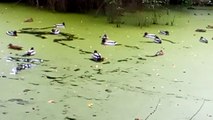 Ducks swimming in an algae covered pond at Brandy Hole copse