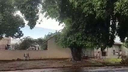 Árvore cai em veículo no Bairro Universitário