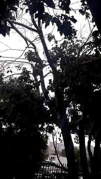 Árvore cai em fiação elétrica e provoca corte de energia