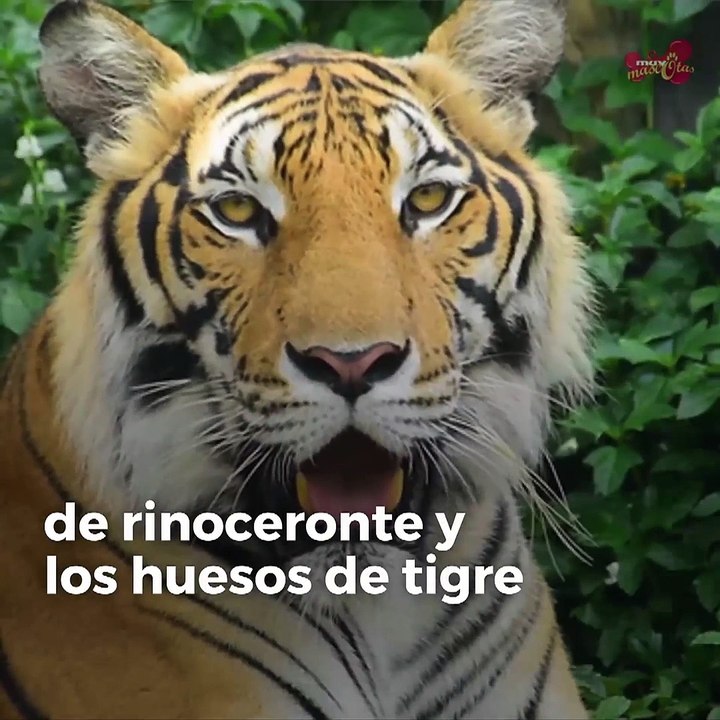 China permitirá usar cuernos de rinoceronte y huesos de tigre en su medicina