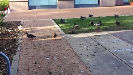 Ducks at the Park - Wild Ducks Grubbing Down Some Acorns