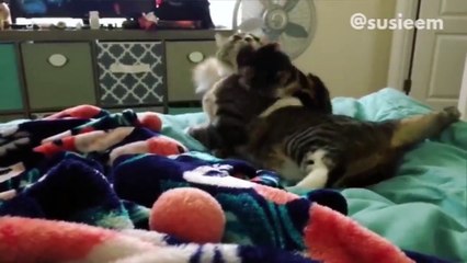 Try Not To Laugh Funniest Animal Compilation December 2018 | Funny Pet Videos