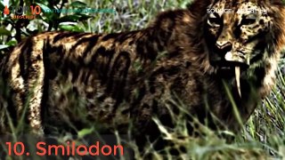 DEADLIEST BIG CATS IN ALL TIME - Liger, Smilodon, Siberian, Bengal Tiger, Leopard...