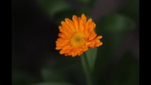 Flower Blooming : Calendula Flower