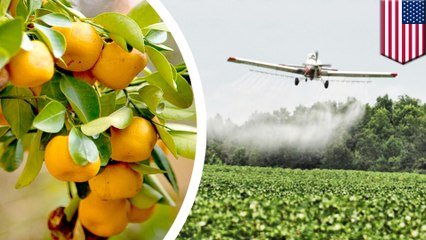 US approves the use of antibioticpesticides on citrus orchards