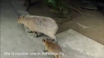 The Sounds Capybaras Make -  Barks