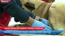 Köpekleri vurdu, tehdit edip kaçtı