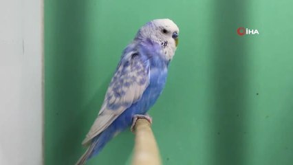 Kış Aylarında Pet Shoplara Yoğun İlgi