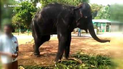 Elephant shows off harmonica-playing skills in India village