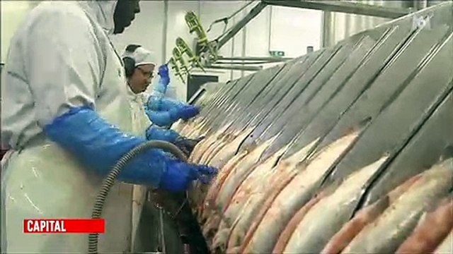 Regardez les images choquantes d'un abattoir de truites hier soir dans Capital sur M6 - Vidéo