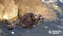 Une maman loutre câline son bébé couché sur son ventre... moment tendresse