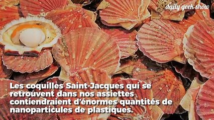 En mangeant des coquilles Saint-Jacques, vous ingérez des milliards de particules de plastique