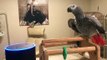 See how a clever parrot got Alexa to play a song by the White Stripes