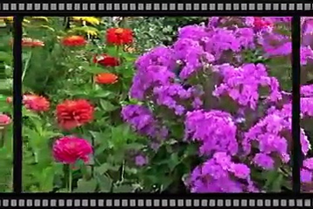 मांस खाने वाले पेड़ पौधे _ Most Amazing Carnivorous Plants in the world
