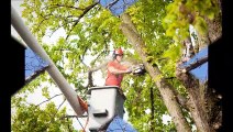 Tree Pruning services In Sydney
