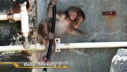 Baby monkey attacked by other mother monkey