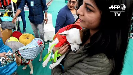 Divertido pra cachorro