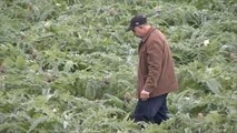 اتفاق التبادل الحر مع أوروبا يثير مخاوف المزارعين التونسيين