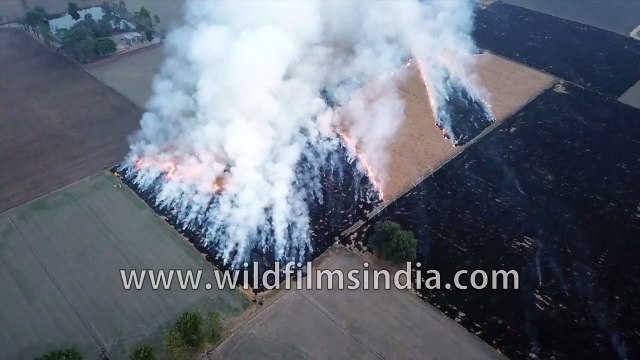 Crop Burning in Punjab leads to air pollution across north India- see aerial view of dreadful fire