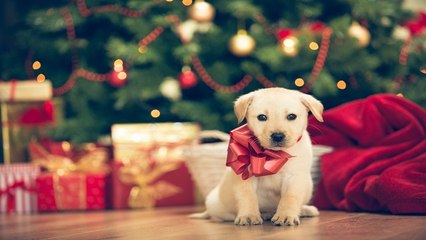 1 de cada 10 familias prevé regalar un animal de compañía por Navidad