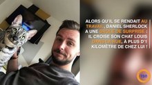 Il croise son chat dans la rue à 1 km de chez lui ... la réaction de l'animal est hilarante