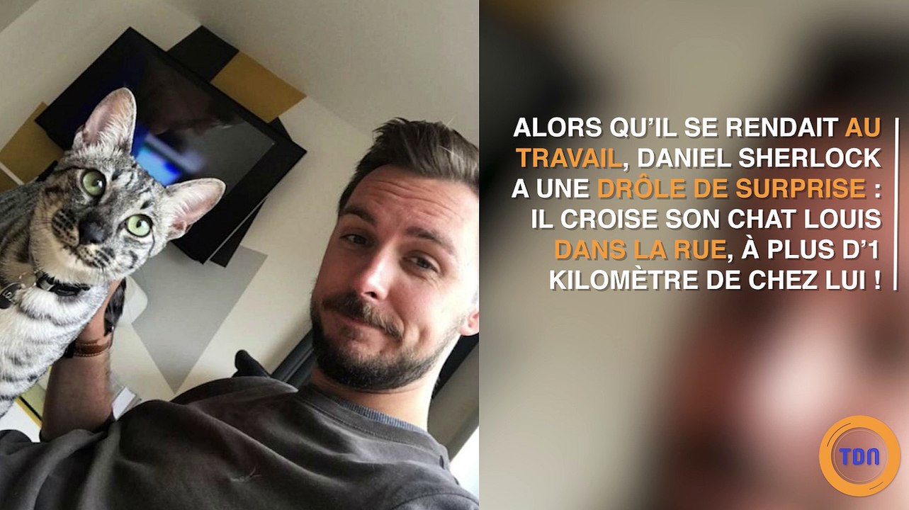 Il croise son chat dans la rue à 1 km de chez lui ... la réaction de l'animal est hilarante