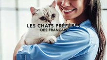 Les 10 chats préférés des Français