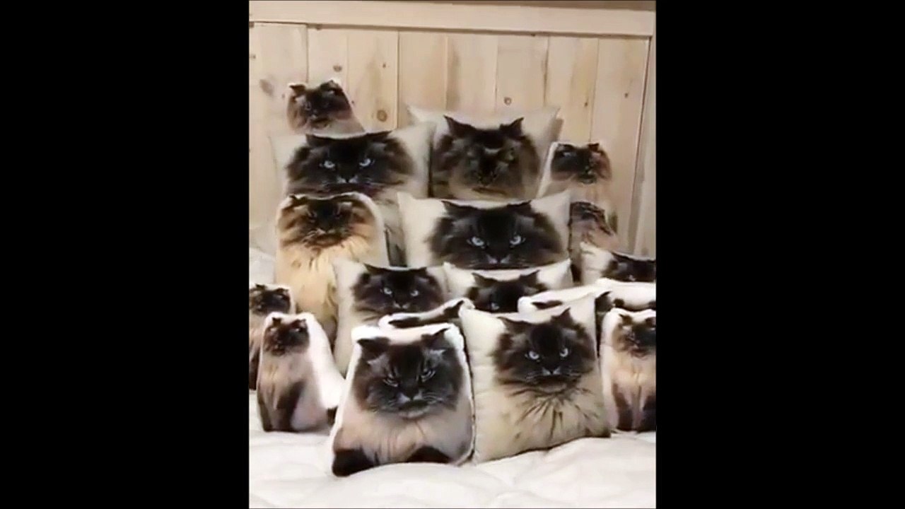 Cherchez le vrai chat parmi les faux