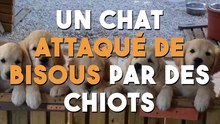Un chat attaqué de bisous par des chiots !