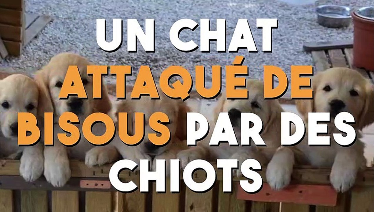 Un chat attaqué de bisous par des chiots !