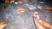 Escargot saison - Saison de reproduction des escargots - Snail on land