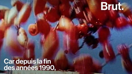 La réalité cachée derrière le concentré de tomate "made in Italy"