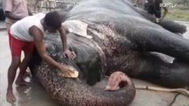 TONNES of fun! Indian temple elephants treated to 48-day spa