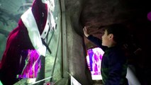 Un Papá Noel acuático es la estrella de un acuario en México