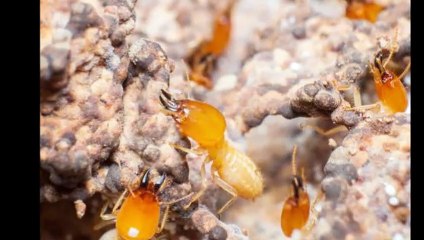 Knockdown Pest Control