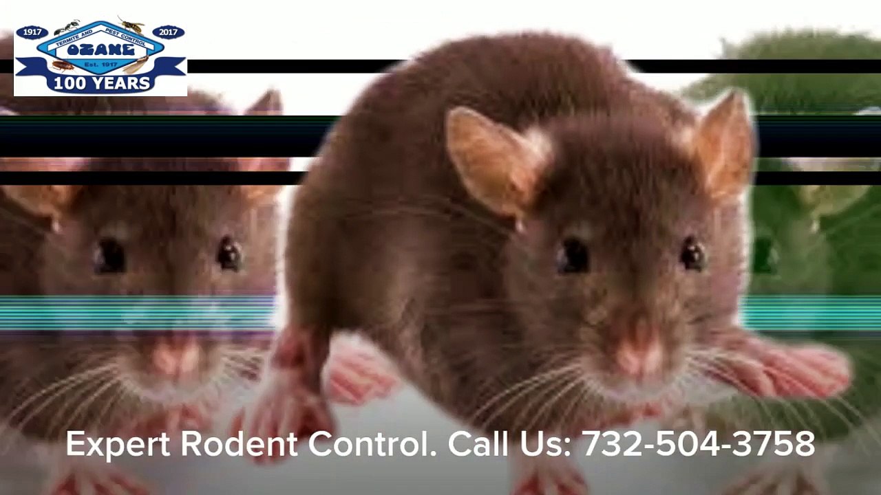 Mice Rats Rodent Control Spring Lake NJ 732-504-3758 Ozane.com