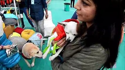 Un festival donde los perros son las estrellas