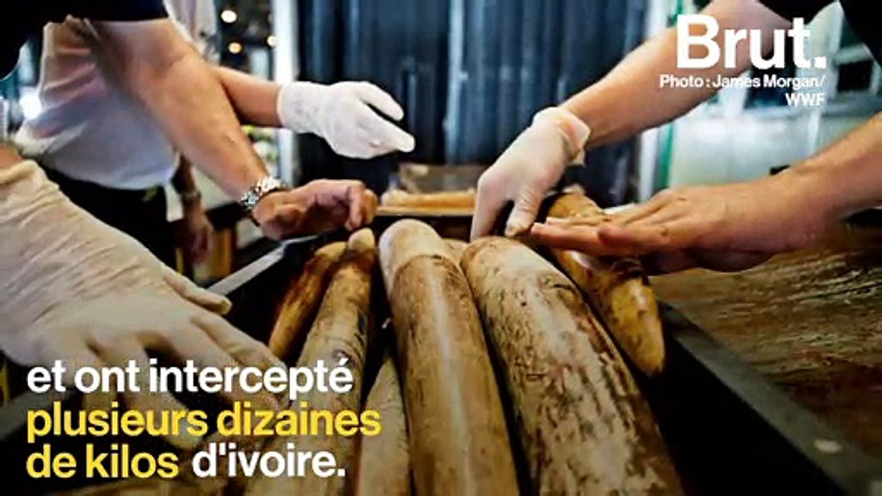 24 bonnes nouvelles pour la planète