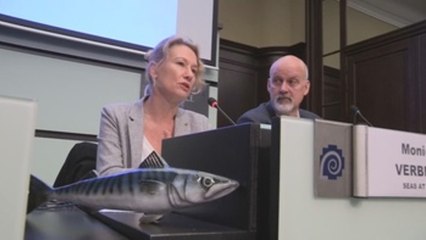 ONG piden en Bruselas fin de la sobrepesca en aguas noroccidentales europeas